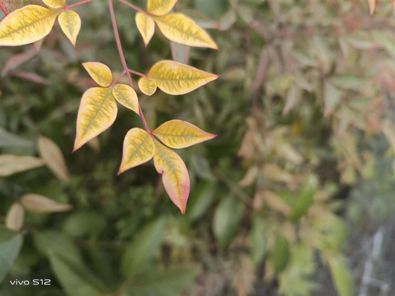 vivoS12值得入手吗 vivoS12手机详细评测_手机评测_手机学院_本站