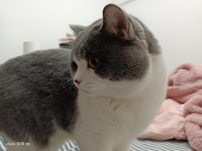 vivo S9体验怎样 vivo S9体验评测