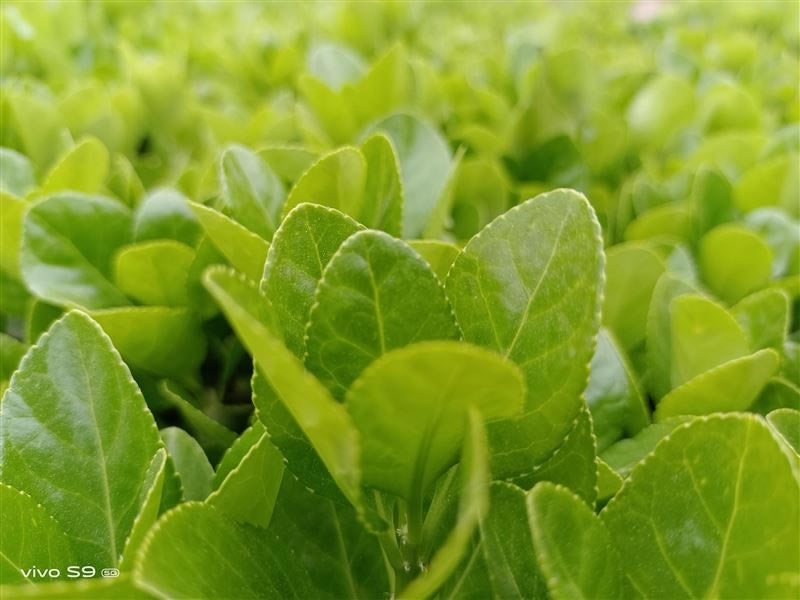 vivoS9值得入手吗 vivoS9手机全方位评测_手机评测_手机学院_本站