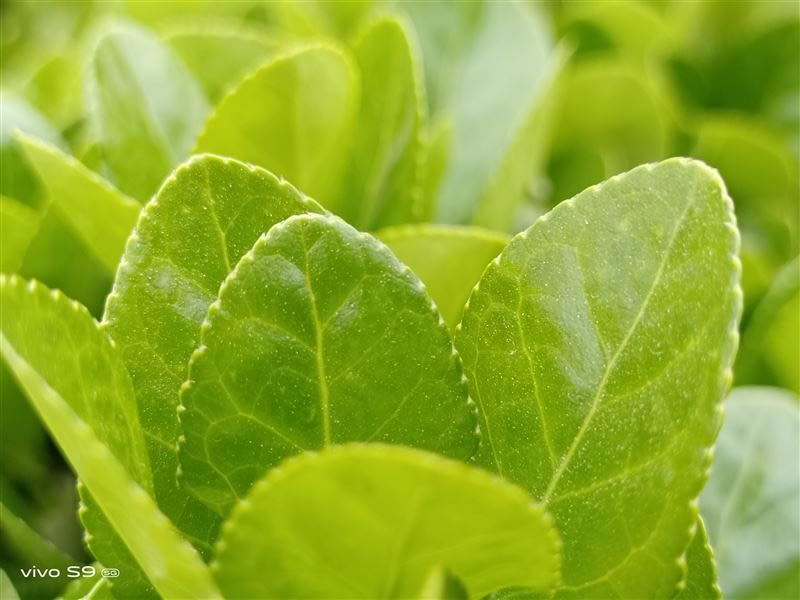 vivoS9值得入手吗 vivoS9手机全方位评测_手机评测_手机学院_本站