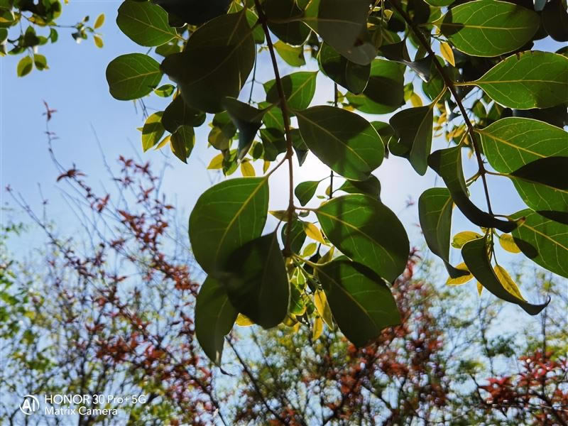 ��ҫ30Pro+ֵ�������� ��ҫ30Pro+�ֻ�ȫ������_�ֻ�����_�ֻ�ѧԺ_��վ