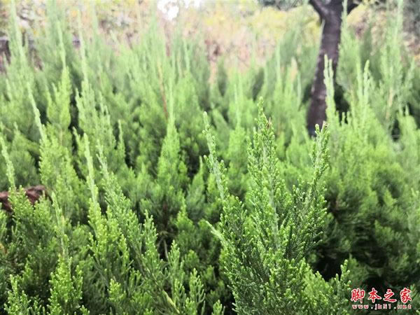 国产最强旗舰!HUAWEI Mate 10首发评测:插根线秒变PC