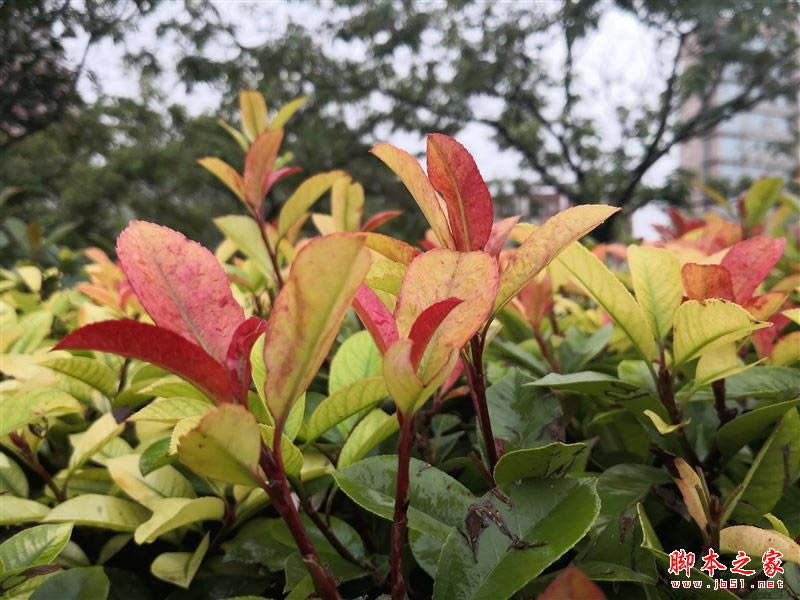 国产最强旗舰!HUAWEI Mate 10首发评测:插根线秒变PC