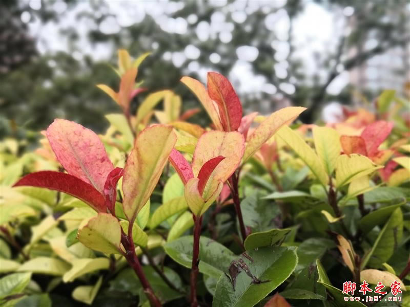 国产最强旗舰!HUAWEI Mate 10首发评测:插根线秒变PC