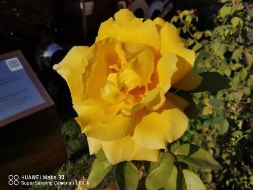 ��ΪMate30 5G��ô�� ��ΪMate30 5G��ϸ��������_�ֻ�����_�ֻ�ѧԺ_��վ