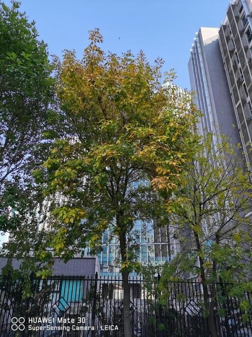 华为Mate30 5G好不好用 华为Mate30 5G上手体验_手机评测_手机学院_本站