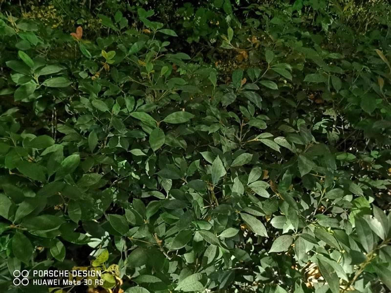 ��ΪMate30RS��ʱ�ݰ�ֵ�������� ��ΪMate30RS��ʱ�ݰ���ϸ����_�ֻ�����_�ֻ�ѧԺ_��վ