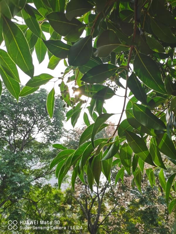 华为Mate30 5G值得入手吗 华为Mate30 5G版全面评测_手机评测_手机学院_本站