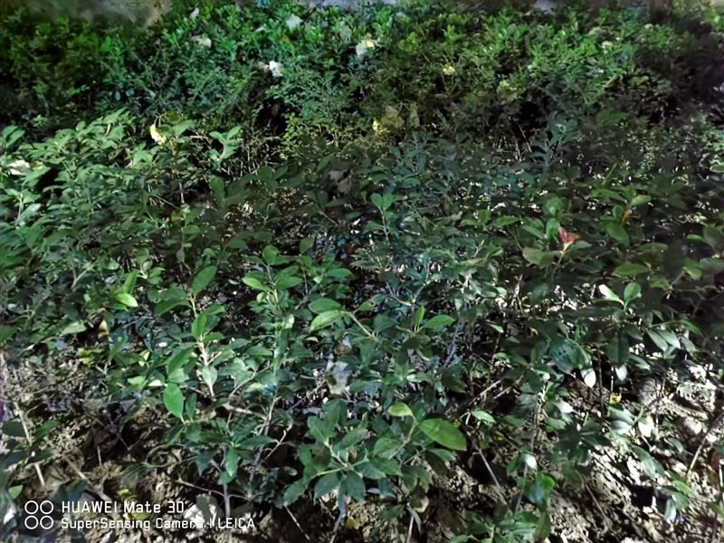 华为Mate30 5G值得入手吗 华为Mate30 5G版全面评测_手机评测_手机学院_本站