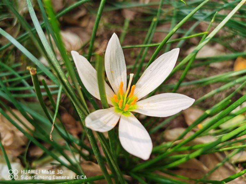 ��ΪMate30 5Gֵ�������� ��ΪMate30 5G��ȫ������_�ֻ�����_�ֻ�ѧԺ_��վ