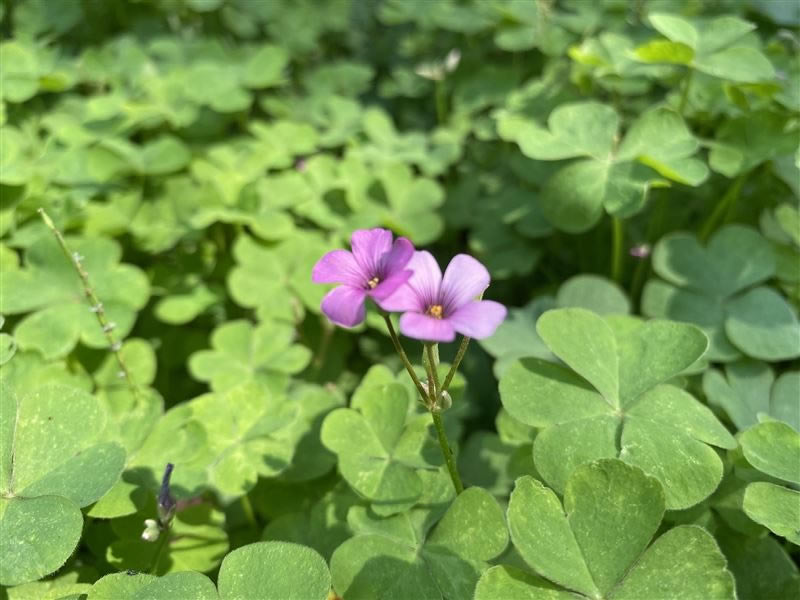 ��ΪMate30Pro���� ��ΪMate30Pro��ۡ����ա����ܡ����硢������������������_�ֻ�����_�ֻ�ѧԺ_��վ