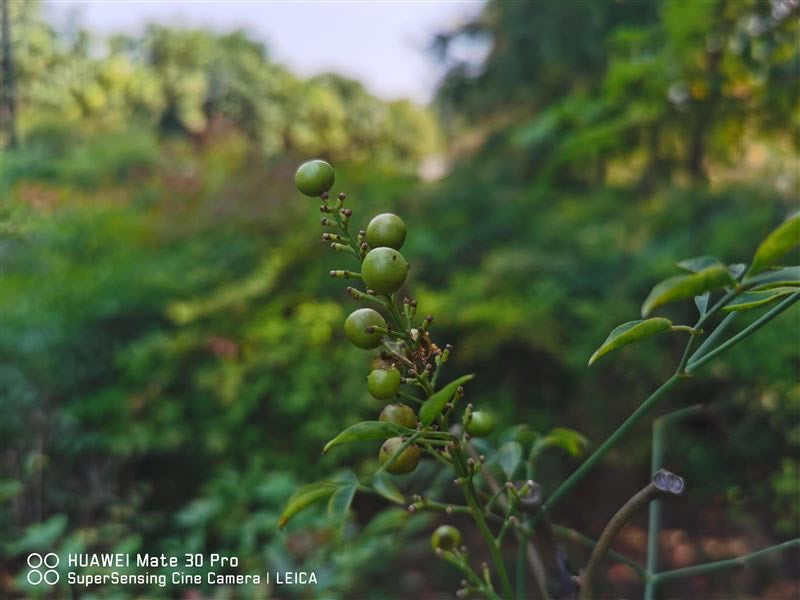 ��ΪMate30Pro���� ��ΪMate30Pro��ۡ����ա����ܡ����硢������������������_�ֻ�����_�ֻ�ѧԺ_��վ