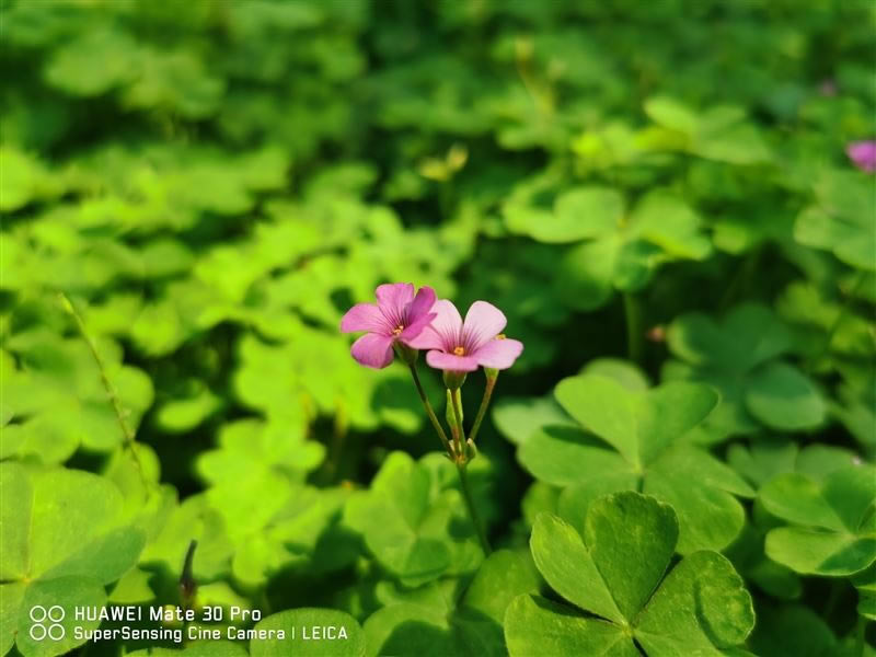 华为Mate30Pro简评 华为Mate30Pro外观、拍照、性能、网络、续航及上手体验评测_手机评测_手机学院_本站