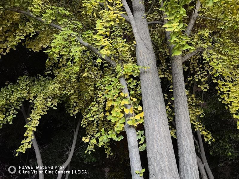 ��ΪMate40 Pro+ֵ��ֵ������ ��ΪMate40 Pro+�ֻ�ȫ��λ����_�ֻ�����_�ֻ�ѧԺ_��վ