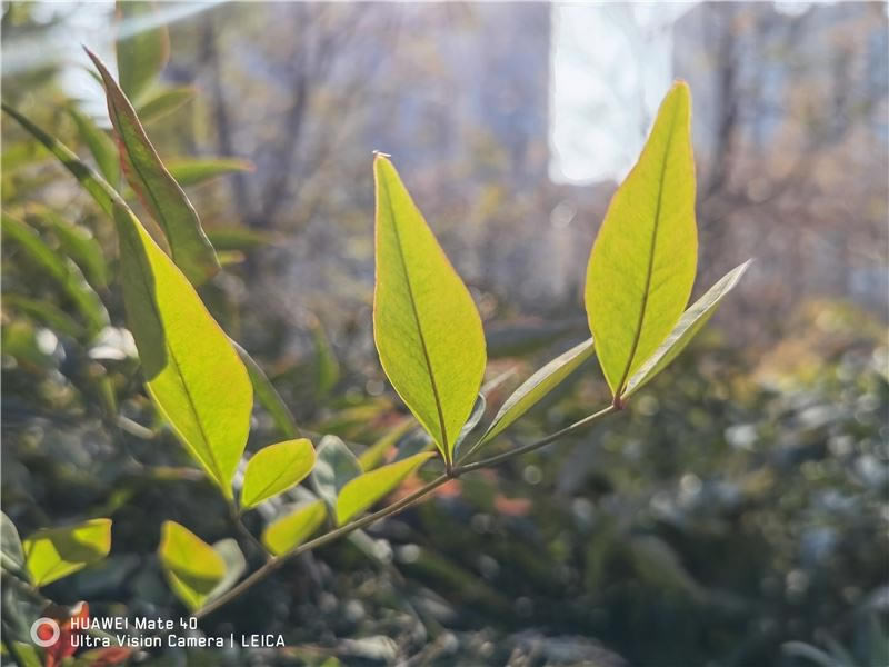 华为Mate40值得入手吗 华为Mate40手机全方位评测_手机评测_手机学院_本站