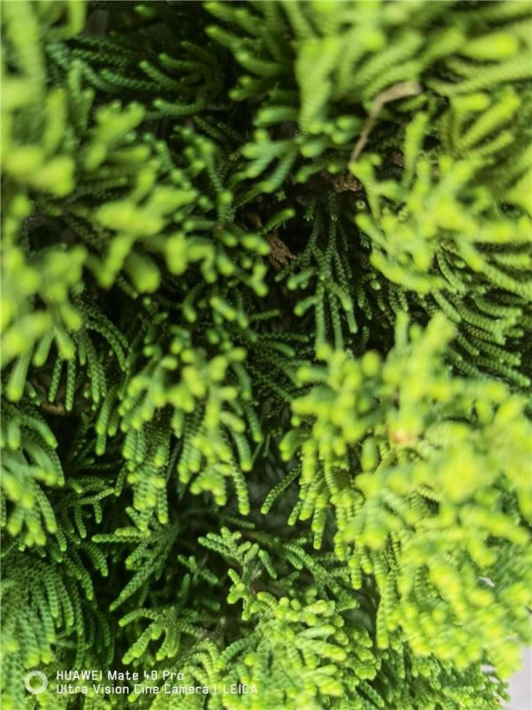 ��ΪMate40 Pro������ ��ΪMate40 Proʹ������_�ֻ�����_�ֻ�ѧԺ_��վ