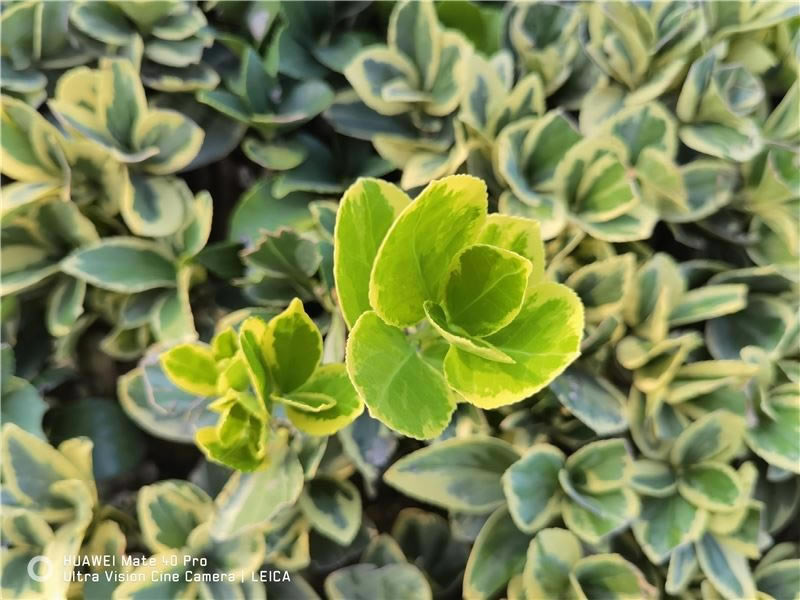 华为Mate40 Pro好用吗 华为Mate40 Pro使用体验_手机评测_手机学院_本站