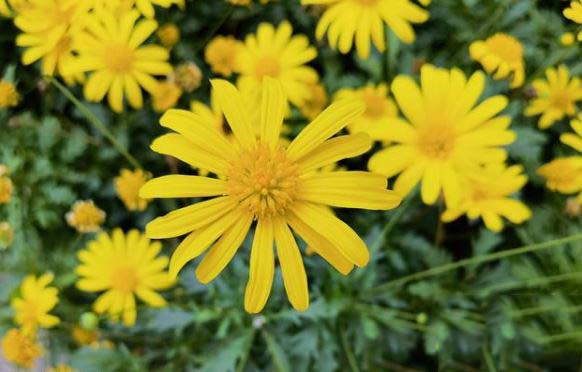 ��Ϊmateϵ�к�pϵ����ʲô���� mateϵ�к�pϵ�жԱȽ���_�ֻ�����_�ֻ�ѧԺ_��վ