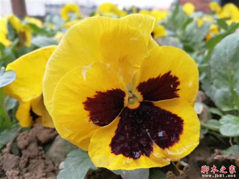 华为mate9pro拍照怎么样?华为mate9pro拍照样张全面评测_安卓手机_手机学院_本站