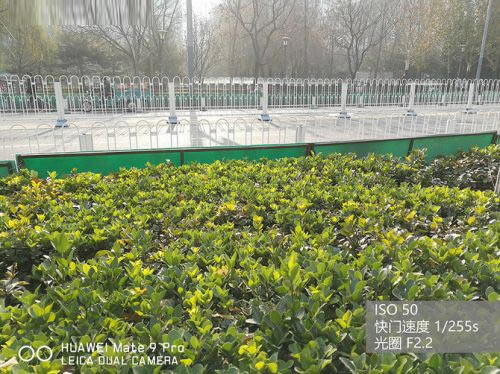 华为Mate9 Pro和华为P9拍照哪个好?华为Mate9 Pro和华为P9拍照对比评测_手机评测_手机学院_本站