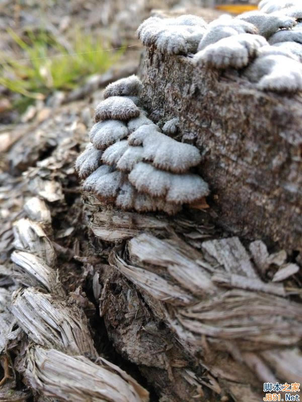 ΪMate97MAXĸã7MAXͻΪMate9ȫԱ_ֻ_ֻѧԺ_վ