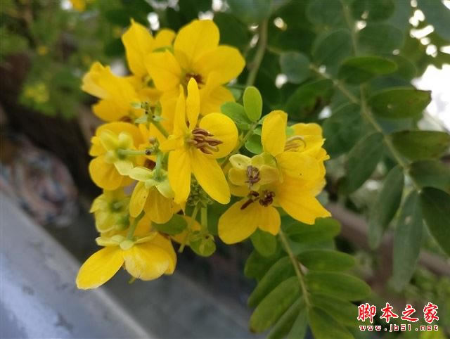 一加3T拍照怎么样 自拍升级+样张评测