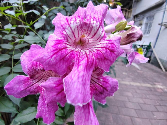 ��ҫ60Pro�ò��� ��ҫ60Pro��ϸ����_�ֻ�����_�ֻ�ѧԺ_��վ