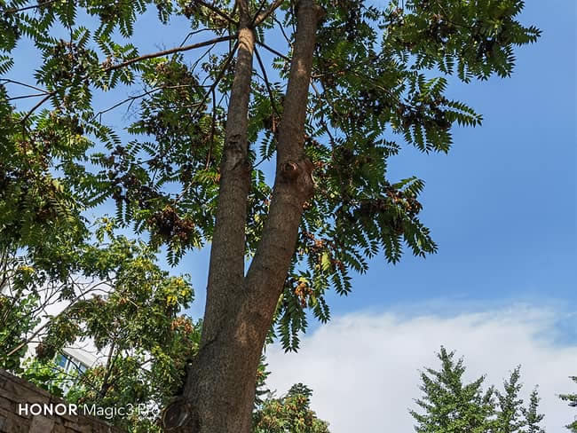 荣耀Magic3 Pro值得入手吗  荣耀Magic3 Pro详细评测_手机评测_本站