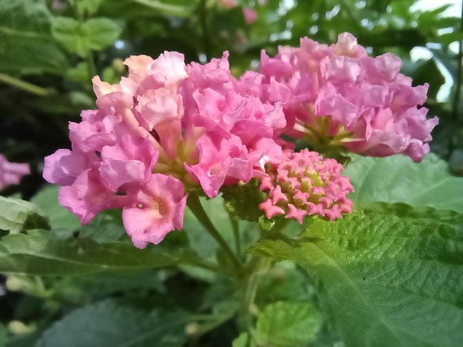 荣耀Play5体验如何 荣耀Play5详细评测_手机评测_手机学院_本站