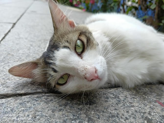 荣耀Play5体验如何 荣耀Play5详细评测_手机评测_手机学院_本站