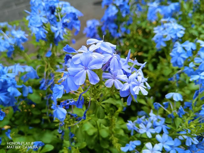 荣耀Play5体验如何 荣耀Play5详细评测_手机评测_手机学院_本站