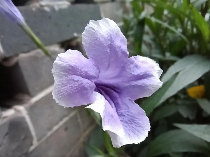 荣耀Play5体验如何 荣耀Play5详细评测_手机评测_手机学院_本站