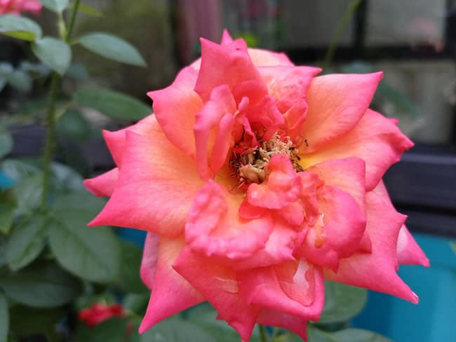 ҫPlay5T Proֵ ҫPlay5T Pro_ֻ_ֻѧԺ_վ