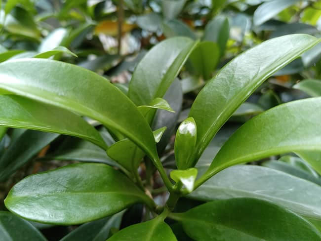 ҫPlay5T Proֵ ҫPlay5T Pro_ֻ_ֻѧԺ_վ