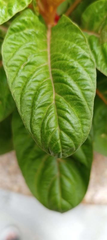 荣耀Play5T Pro好不好用 荣耀Play5T Pro上手测评_手机评测_手机学院_本站