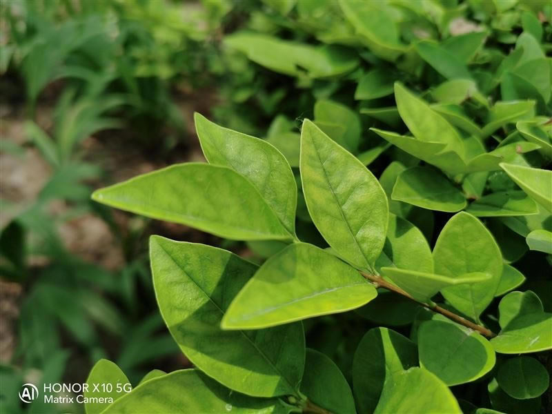 ҫX10ò ҫX10ʹ_ֻ_ֻѧԺ_վ