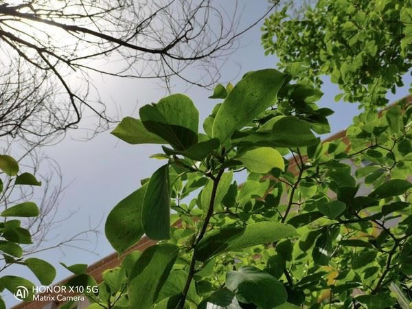 ҫX10ֵ?ҫX10ȫϸ_ֻ_ֻѧԺ_վ