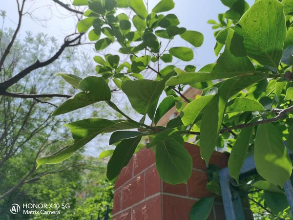 ҫX10ֵ?ҫX10ȫϸ_ֻ_ֻѧԺ_վ