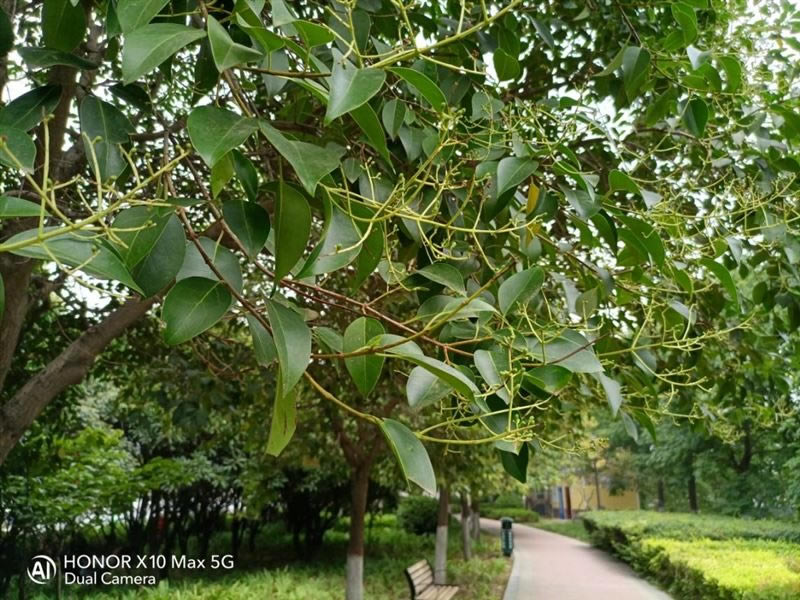 ҫX10Maxֵ ҫX10Maxۡܡաʹ_ֻ_ֻѧԺ_վ