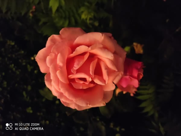 荣耀X10和小米10青春版哪个值得入手?荣耀X10对比小米10青春版评测_手机评测_手机学院_本站