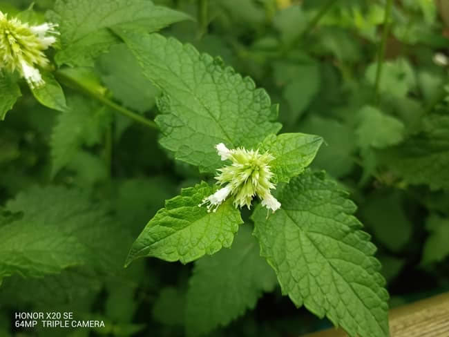荣耀X20 SE值得入手吗 荣耀X20 SE详细评测_手机评测_手机学院_本站