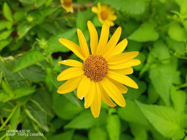 荣耀X20 SE值得入手吗 荣耀X20 SE详细评测_手机评测_手机学院_本站