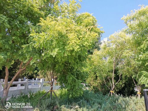 ��ҫ20�ֻ�ֵ�������� ��ҫ20�ֻ�ʹ�����鼰����_�ֻ�����_�ֻ�ѧԺ_��վ