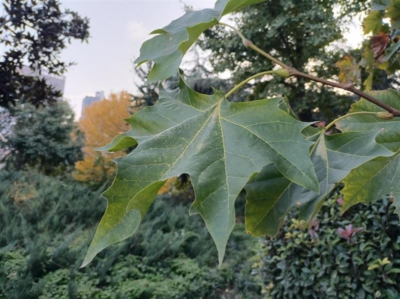 ��ҫX30Max�ò����� ��ҫX30Maxʹ������_�ֻ�����_��վ