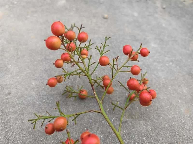 荣耀x30i拍照效果如何?荣耀x30i拍照功能详细介绍_安卓手机_本站