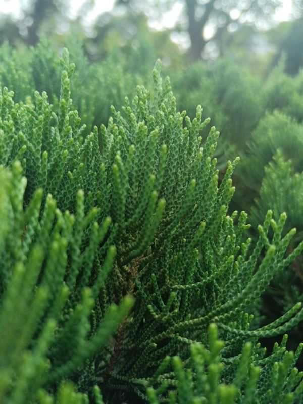 荣耀x30i拍照效果如何?荣耀x30i拍照功能详细介绍_安卓手机_本站