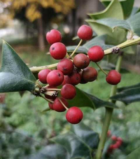 ��ҫx30max����Ч����ô��?��ҫx30max���չ��ܽ���_��׿�ֻ�_�ֻ�ѧԺ_��վ