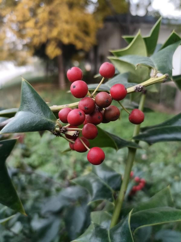 ��ҫX30Max�ò����� ��ҫX30Maxʹ������_�ֻ�����_�ֻ�ѧԺ_��վ