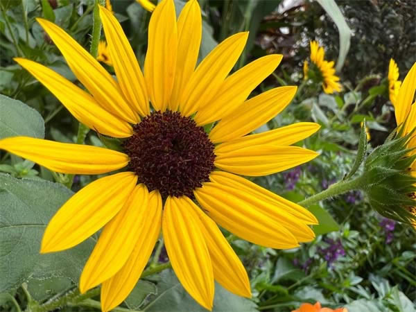 iPhone13Pro值不值得入手?iPhone13Pro手机评测_苹果手机_手机学院_本站