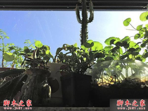 魅族Pro5和iPhone6s哪个好?iPhone6s和魅族Pro5拍摄能力对比评测_手机评测_本站